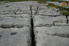 Sheshymore Limestone pavement exposes shallow water carbonates of the Brigantian, Slievenaglasha Formation. These classic kharstified exposures of tabular blocks of limestone pavement, Clints, are cut by vertical fractures, Grikes, which were widened by post glacial disolution (McNamara, & Hennessy, 2010). Fractures were intially established during Variscan folding (Coller, 1984).